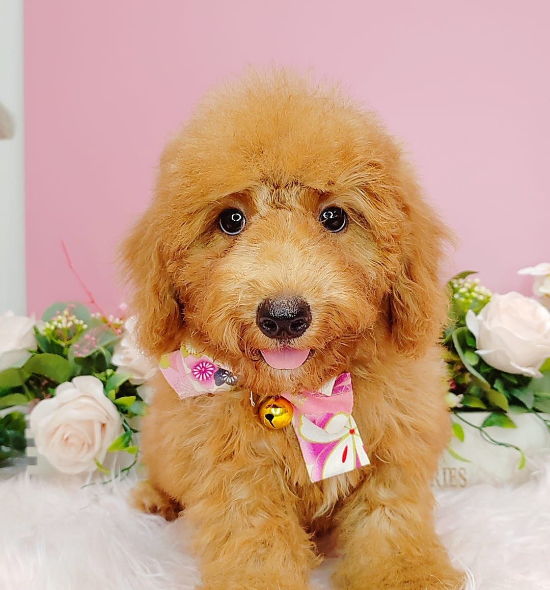 Poodle 娉拌开璐靛