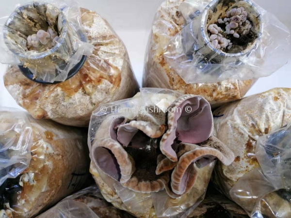 Black Wood Ear / Fungus Black Wood Ear (Black Fungus) Kluang, Johor, Malaysia Supplier, Suppliers, Supplies, Supply | Home Mushroom