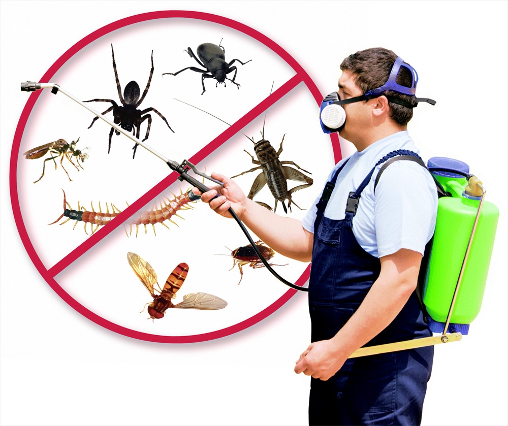 Lumpur kuala pest control Trusted Pest