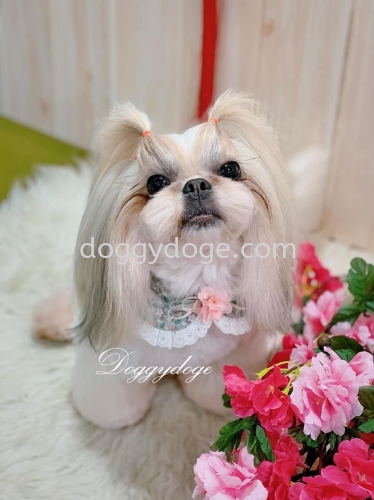 Shihtzu - Can Follow Me On This CNY Look!!!!!