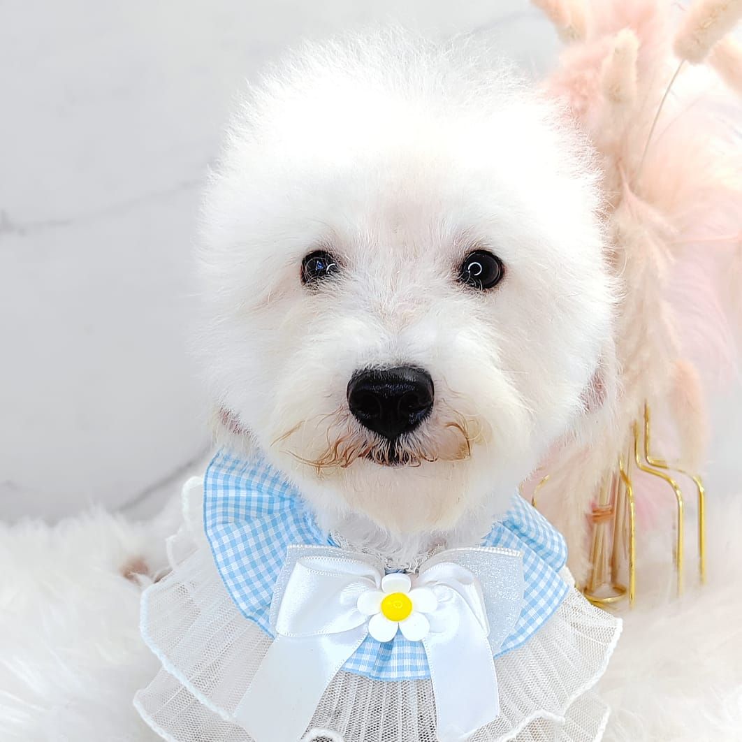 Poodle 娉拌开璐靛
