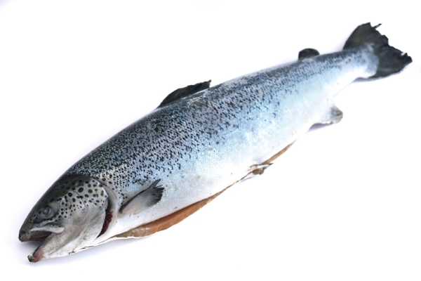 Whole Salmon Fishes Frozen Seafood Selangor, Malaysia, Kuala Lumpur (KL), Puchong Supplier, Suppliers, Supply, Supplies | SGT Frozen Foods Sdn Bhd