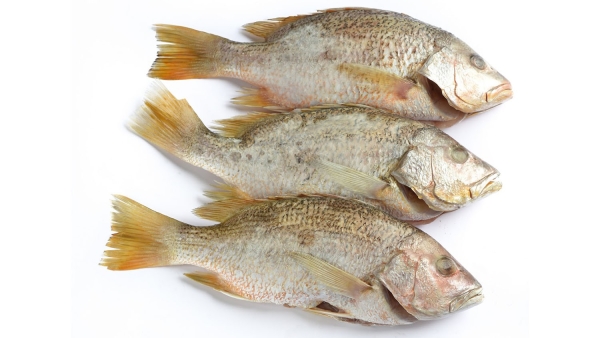 Red Snapper (Cleaned) Fishes Frozen Seafood Selangor, Malaysia, Kuala Lumpur (KL), Puchong Supplier, Suppliers, Supply, Supplies | SGT Frozen Foods Sdn Bhd