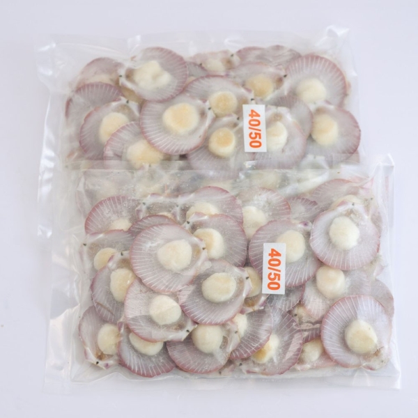 Half Shell Scallop Scallop Meat Frozen Seafood Selangor, Malaysia, Kuala Lumpur (KL), Puchong Supplier, Suppliers, Supply, Supplies | SGT Frozen Foods Sdn Bhd