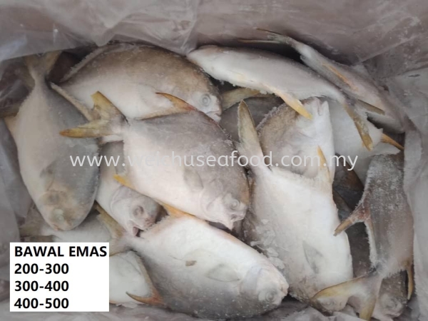 Bawal Emas Frozen Fish Selangor, Malaysia, Kuala Lumpur (KL), Klang Supplier, Suppliers, Supply, Supplies | Wei Chu Seafood Supply Trading Sdn Bhd