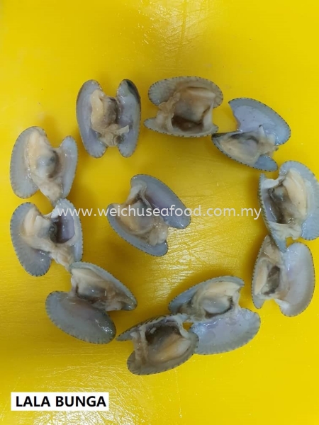 Lala Bunga (1) Frozen Clam Selangor, Malaysia, Kuala Lumpur (KL), Klang Supplier, Suppliers, Supply, Supplies | Wei Chu Seafood Supply Trading Sdn Bhd