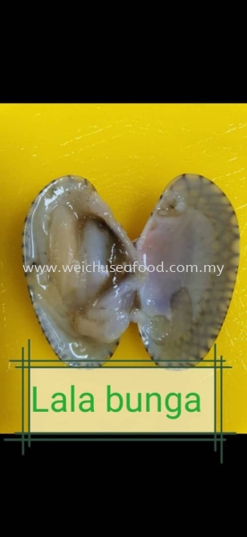 Lala Bunga (2) Frozen Clam Selangor, Malaysia, Kuala Lumpur (KL), Klang Supplier, Suppliers, Supply, Supplies | Wei Chu Seafood Supply Trading Sdn Bhd