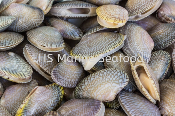 Lala Flower Whole Scallop and Calms Johor Bahru (JB), Malaysia, Skudai Supplier, Suppliers, Supply, Supplies | Lean Hup Shun Marine Seafood Sdn Bhd