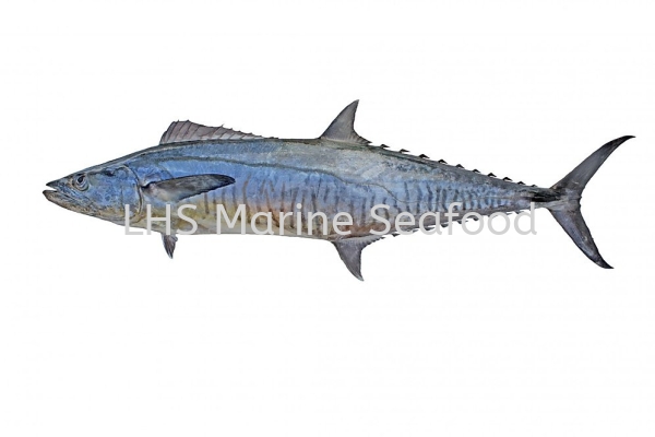 Fish Spanish Mackerel  Whole Fish Johor Bahru (JB), Malaysia, Skudai Supplier, Suppliers, Supply, Supplies | Lean Hup Shun Marine Seafood Sdn Bhd