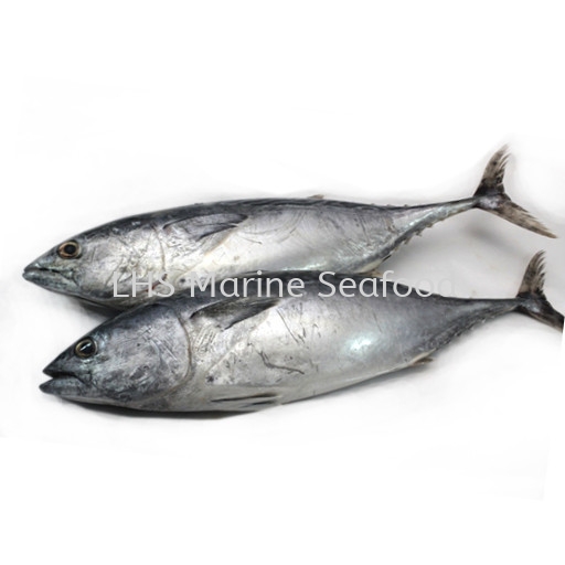 Ikan Tongkol Putih Whole Fish Johor Bahru (JB), Malaysia, Skudai Supplier, Suppliers, Supply, Supplies | Lean Hup Shun Marine Seafood Sdn Bhd