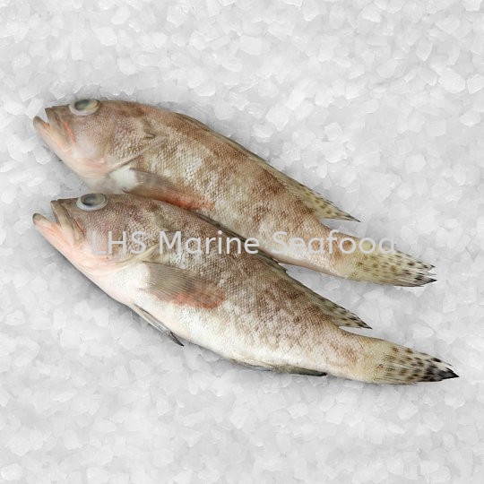 ʯ    Supplier, Suppliers, Supply, Supplies | Lean Hup Shun Marine Seafood Sdn Bhd