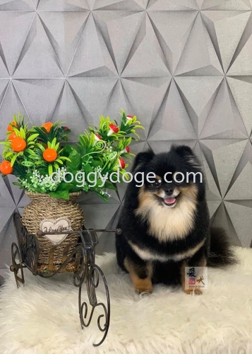 You Are Welcome To Visit Our Pet Groomer Academy