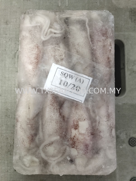 10/20 SOTONGLOLIGO FROZEN SOTONG Selangor, Klang, Malaysia, Kuala Lumpur (KL) Supplier, Suppliers, Supply, Supplies | TX SEAFOOD SDN. BHD.