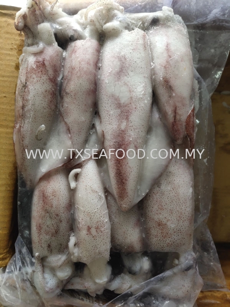 6/10 SOTONGLOLIGO FROZEN SOTONG Selangor, Klang, Malaysia, Kuala Lumpur (KL) Supplier, Suppliers, Supply, Supplies | TX SEAFOOD SDN. BHD.