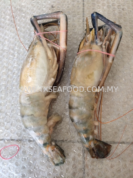 U2 unit to U16/20 SCAMPI(Ϻ/ͷϺ) FROZEN PRAWN Selangor, Klang, Malaysia, Kuala Lumpur (KL) Supplier, Suppliers, Supply, Supplies | TX SEAFOOD SDN. BHD.