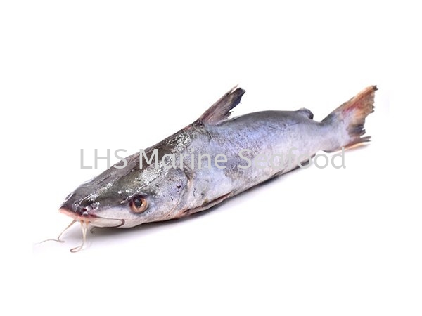 Fish Mayong Whole Fish Johor Bahru (JB), Malaysia, Skudai Supplier, Suppliers, Supply, Supplies | Lean Hup Shun Marine Seafood Sdn Bhd