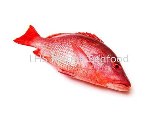 Fish Red Snapper Whole Fish Johor Bahru (JB), Malaysia, Skudai Supplier, Suppliers, Supply, Supplies | Lean Hup Shun Marine Seafood Sdn Bhd