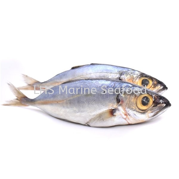 Fish Mata Besar Whole Fish Johor Bahru (JB), Malaysia, Skudai Supplier, Suppliers, Supply, Supplies | Lean Hup Shun Marine Seafood Sdn Bhd