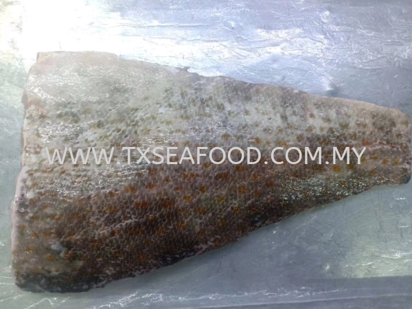 GROUPER FISH FILLET AA FROZEN FISH MEAT FROZEN FISH Selangor, Klang, Malaysia, Kuala Lumpur (KL) Supplier, Suppliers, Supply, Supplies | TX SEAFOOD SDN. BHD.