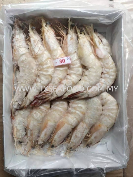 26/30 SEA WHITE PRAWN AϺ FROZEN PRAWN Selangor, Klang, Malaysia, Kuala Lumpur (KL) Supplier, Suppliers, Supply, Supplies | TX SEAFOOD SDN. BHD.