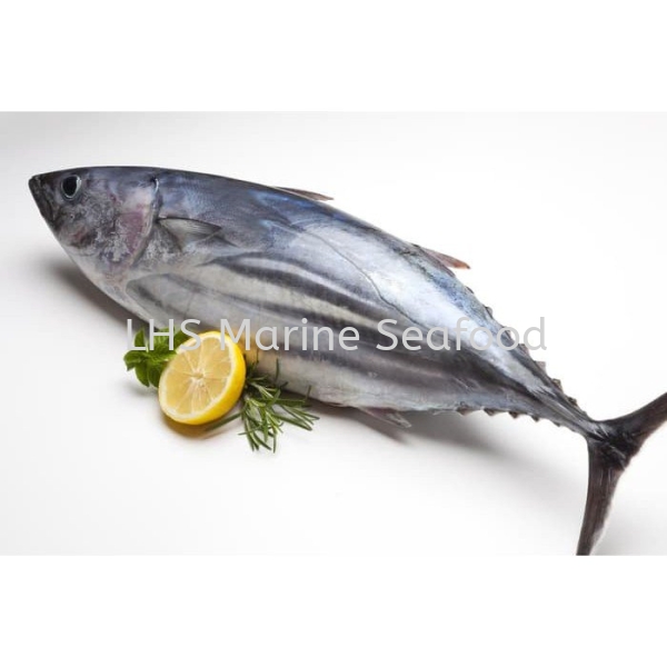  Ikan Tongkol Whole Fish Johor Bahru (JB), Malaysia, Skudai Supplier, Suppliers, Supply, Supplies | Lean Hup Shun Marine Seafood Sdn Bhd