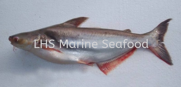 Silver Catfish Whole Fish Johor Bahru (JB), Malaysia, Skudai Supplier, Suppliers, Supply, Supplies | Lean Hup Shun Marine Seafood Sdn Bhd