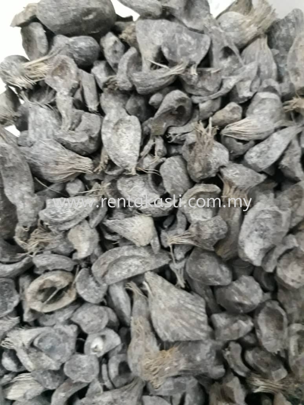  Palm Kernel Shells 