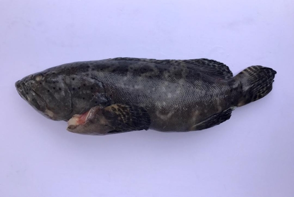 Grouper - Dragon Tabby  Fishes Frozen Seafood Selangor, Malaysia, Kuala Lumpur (KL), Puchong Supplier, Suppliers, Supply, Supplies | SGT Frozen Foods Sdn Bhd