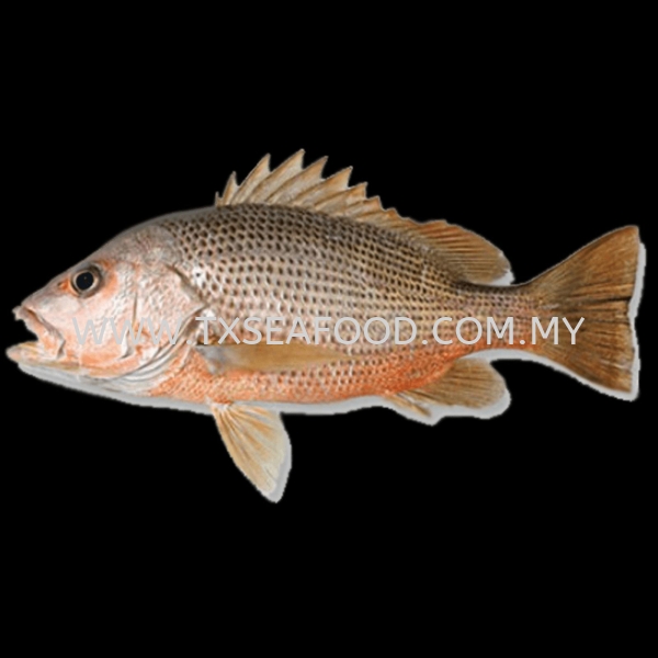 RED SNAPPER㣩 FROZEN WHOLE FISH FROZEN FISH Selangor, Klang, Malaysia, Kuala Lumpur (KL) Supplier, Suppliers, Supply, Supplies | TX SEAFOOD SDN. BHD.