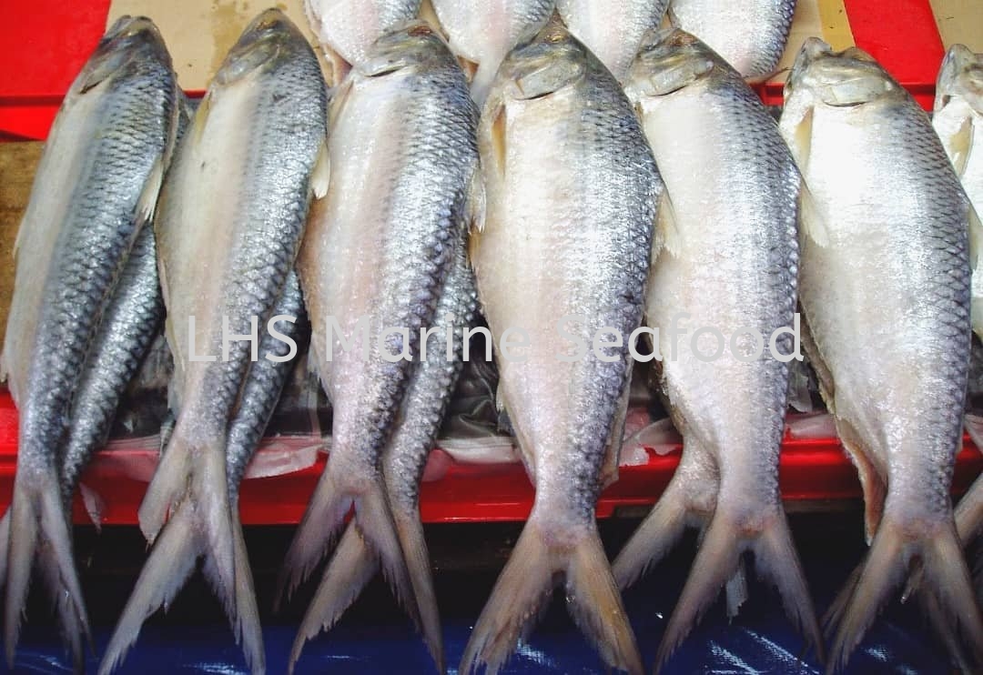 Toli Shad/Ikan Terubok Whole Fish Johor Bahru (JB), Malaysia