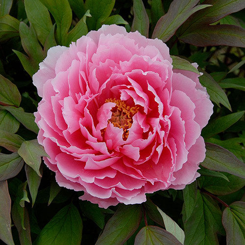 Peony / Peonile 50%