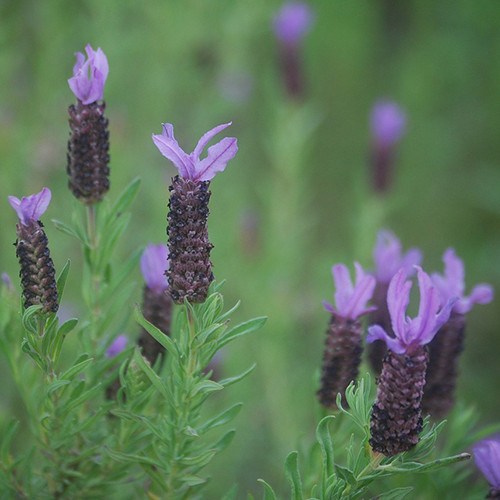 Lavender Spain  ( spike)