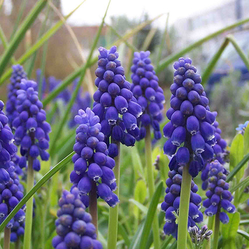 Irish Flower