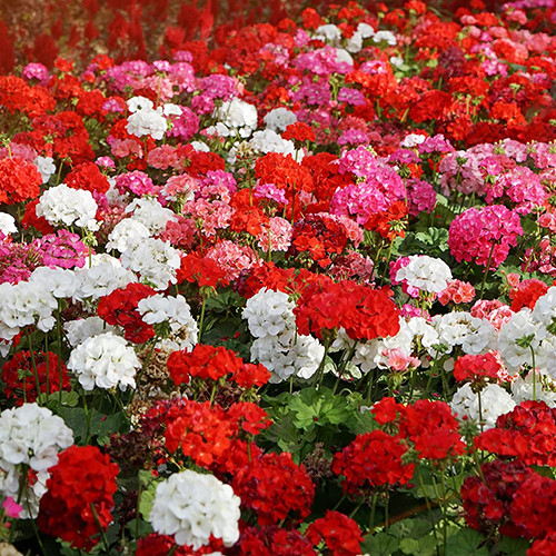Geranium  50%