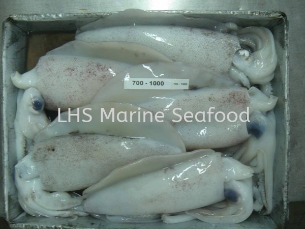 Squid Whole  Squid Johor Bahru (JB), Malaysia, Skudai Supplier, Suppliers, Supply, Supplies | Lean Hup Shun Marine Seafood Sdn Bhd