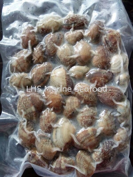 Lala Japan Scallop and Calms Johor Bahru (JB), Malaysia, Skudai Supplier, Suppliers, Supply, Supplies | Lean Hup Shun Marine Seafood Sdn Bhd