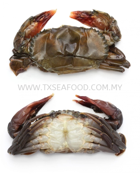 SOFT SHELL CRABз FROZEN CRAB Selangor, Klang, Malaysia, Kuala Lumpur (KL) Supplier, Suppliers, Supply, Supplies | TX SEAFOOD SDN. BHD.