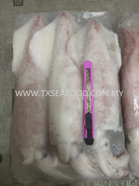 U3 SOTONGLOLIGO FROZEN SOTONG Selangor, Klang, Malaysia, Kuala Lumpur (KL) Supplier, Suppliers, Supply, Supplies | TX SEAFOOD SDN. BHD.