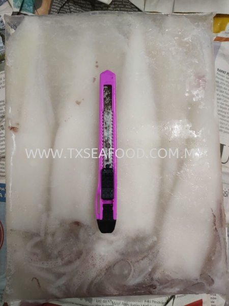 8/10 SOTONGCLEAN FROZEN SOTONG Selangor, Klang, Malaysia, Kuala Lumpur (KL) Supplier, Suppliers, Supply, Supplies | TX SEAFOOD SDN. BHD.