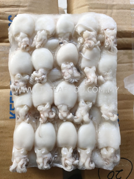 BABY CUTTLER FISH 60UP FROZEN SOTONG Selangor, Klang, Malaysia, Kuala Lumpur (KL) Supplier, Suppliers, Supply, Supplies | TX SEAFOOD SDN. BHD.