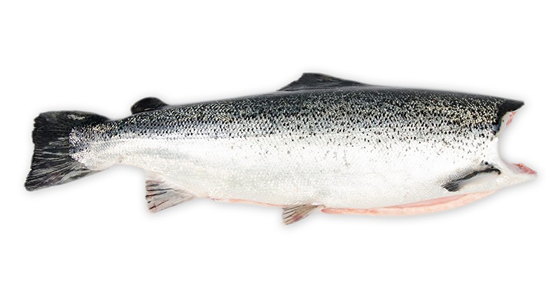 Salmon Coho Headless