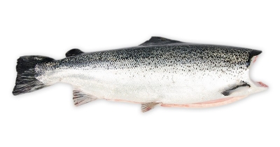 Salmon Coho Headless