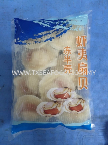 9/10cm HALF SHELL SCALLOPȱ FROZEN SHELL Selangor, Klang, Malaysia, Kuala Lumpur (KL) Supplier, Suppliers, Supply, Supplies | TX SEAFOOD SDN. BHD.