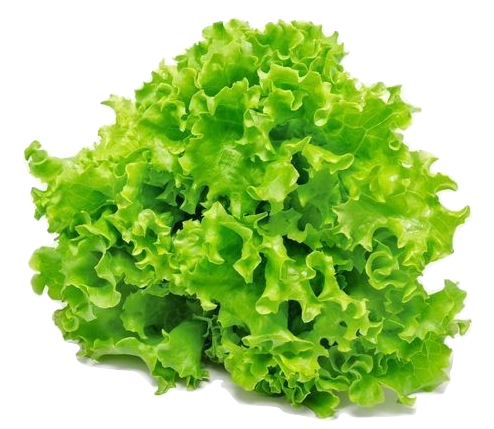 Green Oak Leaf Vegetables Sarawak, Malaysia, Kuching, Johor Bahru, JB Supplier, Suppliers, Supply, Supplies | Foodmen Sdn Bhd
