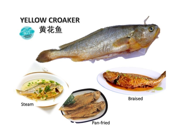 Yellow Croaker (Cleaned) Fishes Frozen Seafood Selangor, Malaysia, Kuala Lumpur (KL), Puchong Supplier, Suppliers, Supply, Supplies | SGT Frozen Foods Sdn Bhd