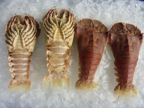 Slipper Lobster Seafood Sarawak, Malaysia, Kuching, Johor Bahru, JB Supplier, Suppliers, Supply, Supplies | Foodmen Sdn Bhd