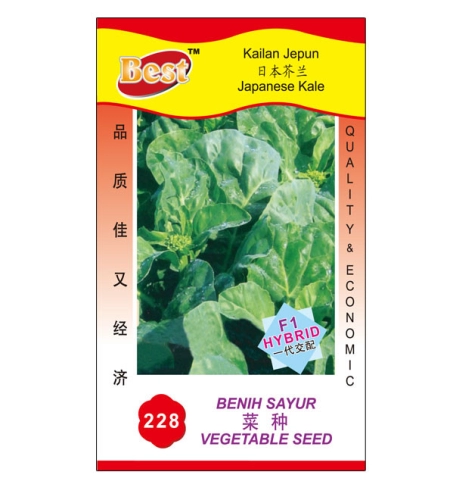 228 菜种 Japanese Kale 日本芥兰