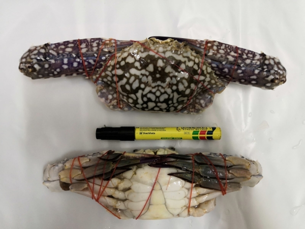 Flower Crab Frozen Crab English Version Selangor, Malaysia, Kuala Lumpur (KL), Seri Kembangan Supplier, Supply, Wholesaler, Retailer | C H Seah Fishery