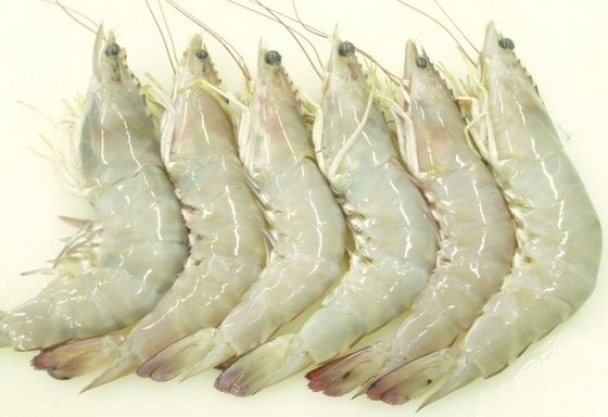 Ϻ 䶳Ϻ İ Selangor, Malaysia, Kuala Lumpur (KL), Seri Kembangan Supplier, Supply, Wholesaler, Retailer | C H Seah Fishery