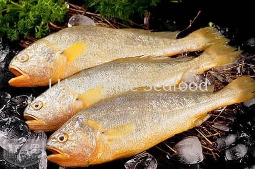 Yellow Fish Whole Fish Johor Bahru (JB), Malaysia, Skudai Supplier, Suppliers, Supply, Supplies | Lean Hup Shun Marine Seafood Sdn Bhd